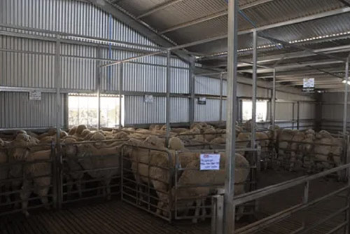 Glenowie Poll Merino Stud yarding shed